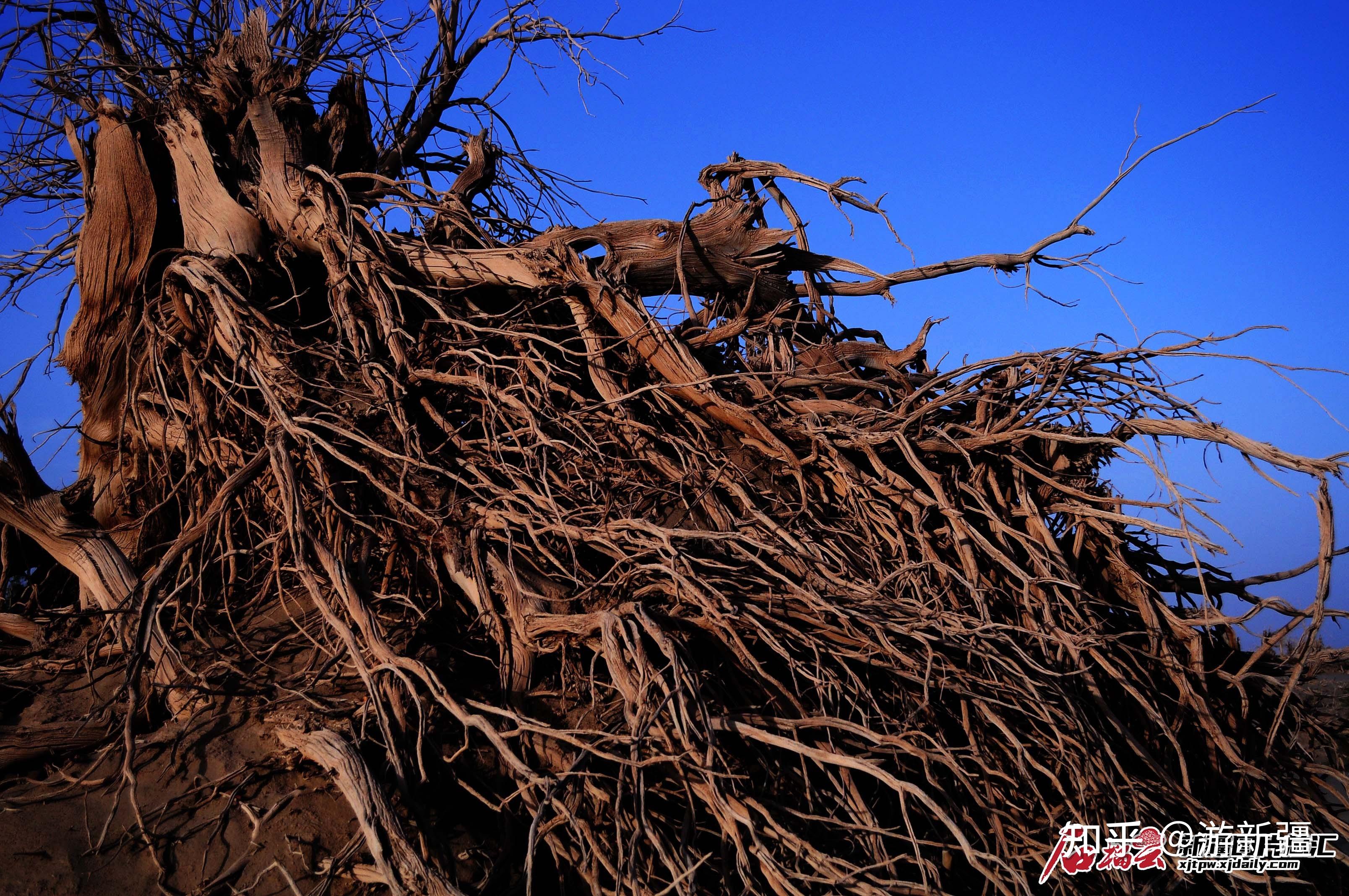 很快又是一株茁壮的小胡杨树幼苗生长根系下扎使它能及时发芽,生根有