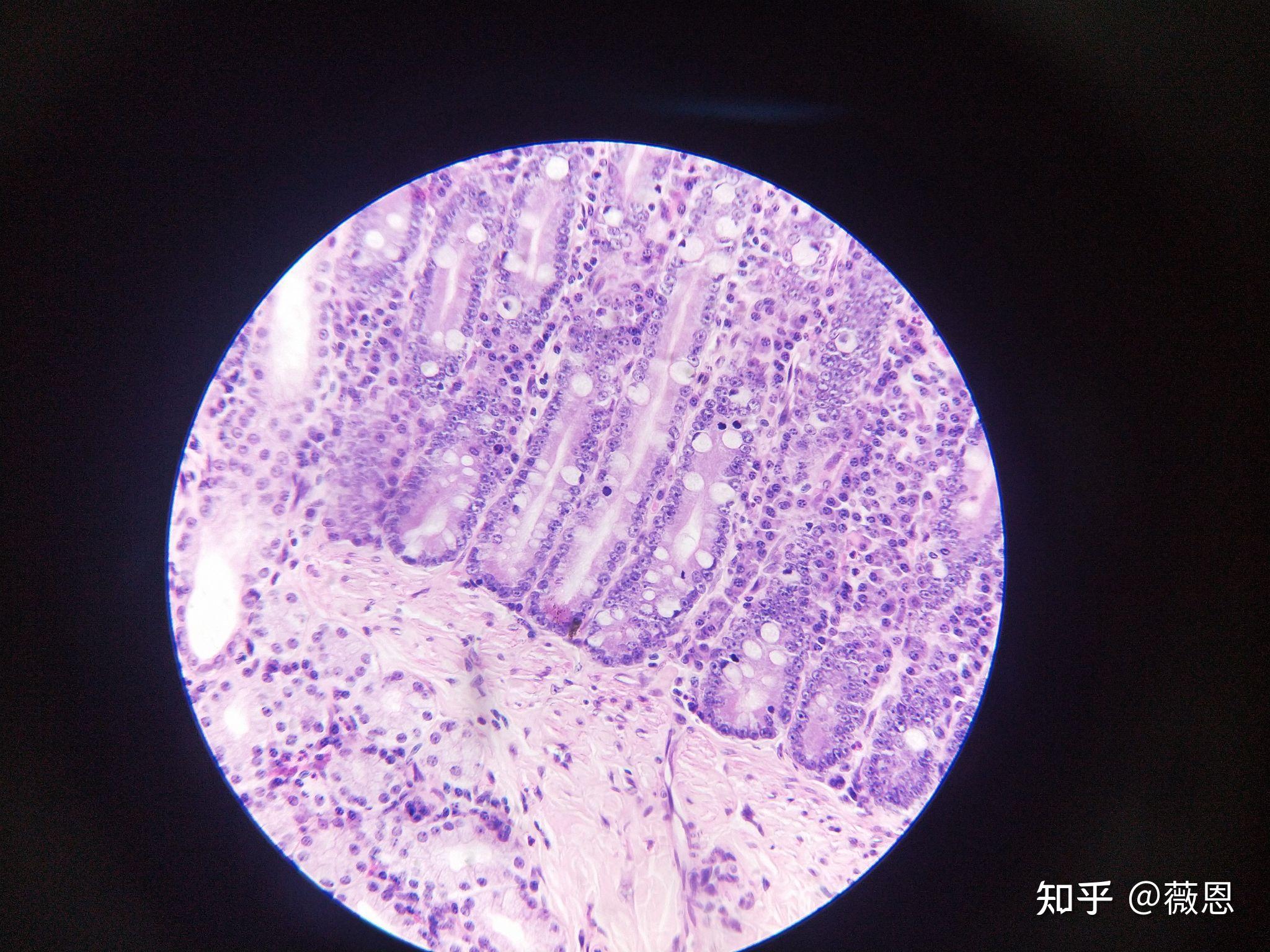 组织学与胚胎学切片观察2