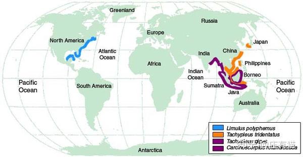疫情笔记 鲎试剂与新冠疫苗 知乎