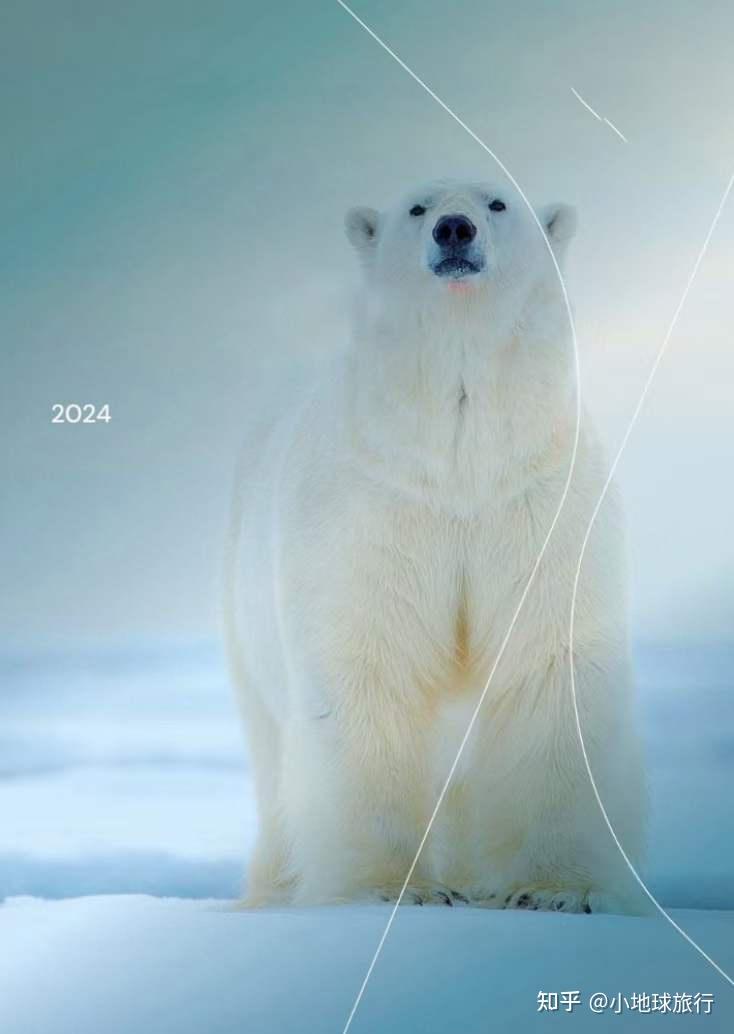 北极出大事了因为发现禽流感病死北极熊240个登陆点被干到43个2024年