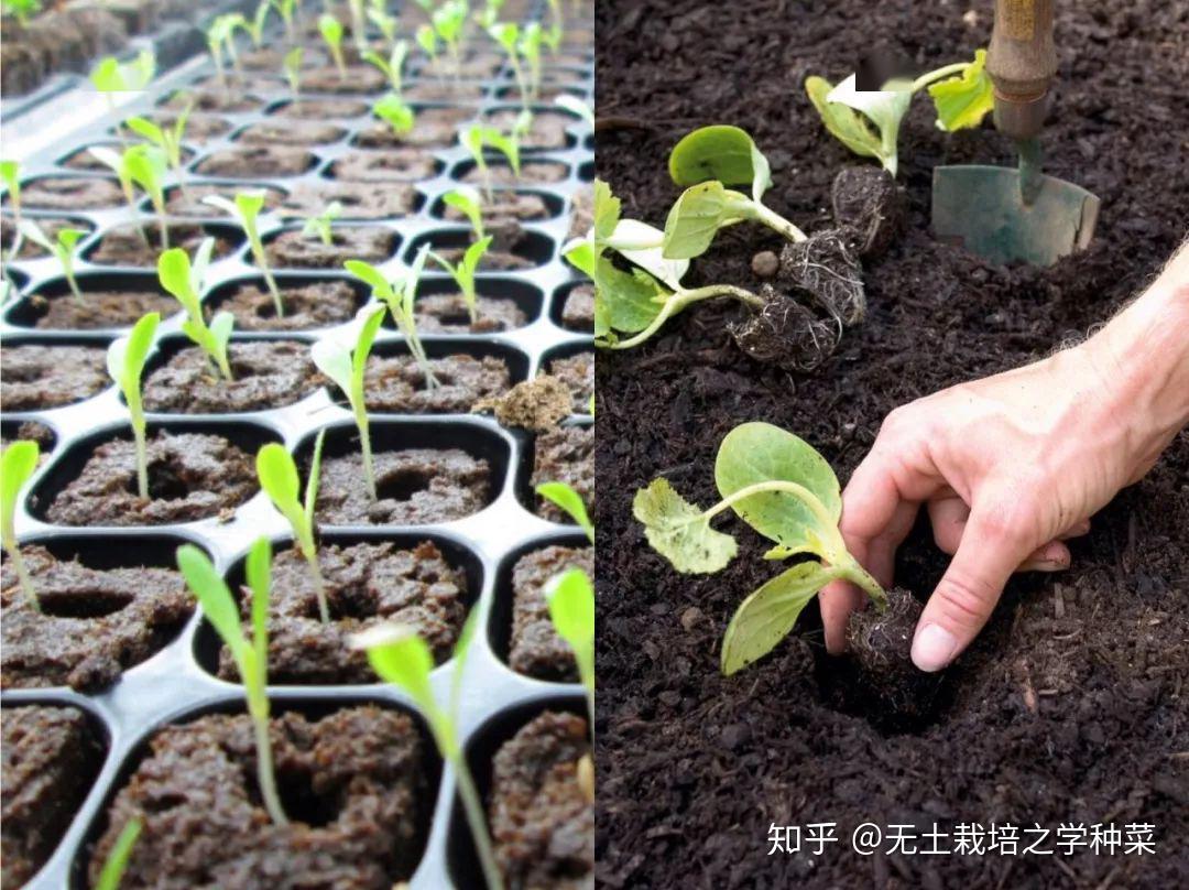 无土栽培的植物有哪些 无土栽培的3种方式_栽培养殖__南北花木网