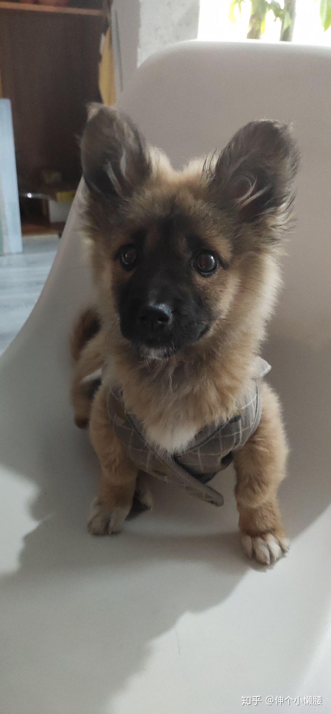 就好像长了一张狼狗的脸,却拥有一个柯基的身材.