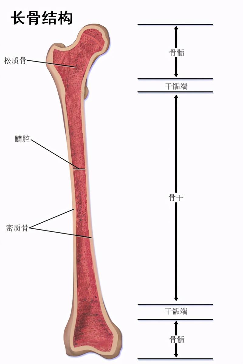 长骨的结构图简单图片