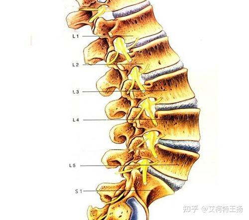 造成下背痛的原因 知乎