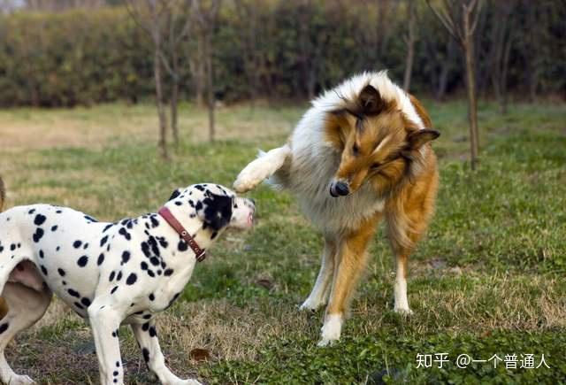 颜值智商都在线的6种牧羊犬值得你饲养