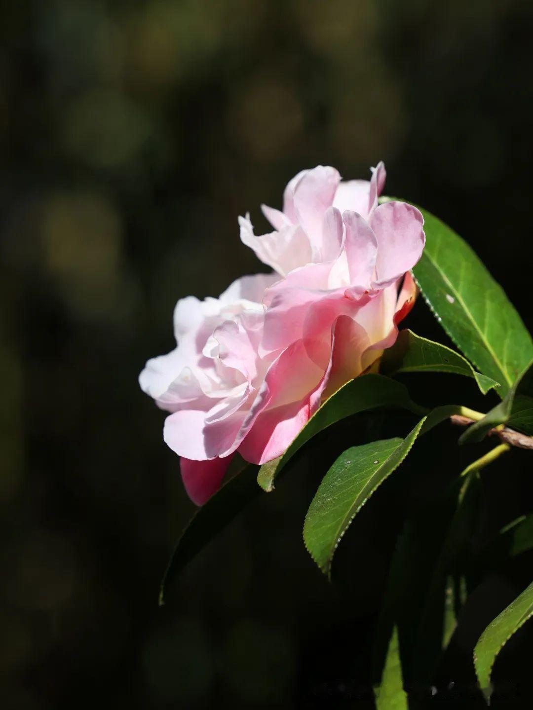 洱海公园茶花盛开风景无限好附美图