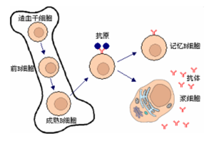 免疫学整理——免疫系统 - 知乎