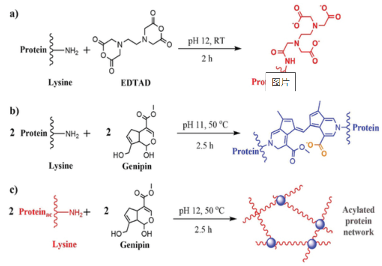 10倍,还通过加入栀子花的提取物(京尼平)和乙二胺四乙酸酐作为交联剂