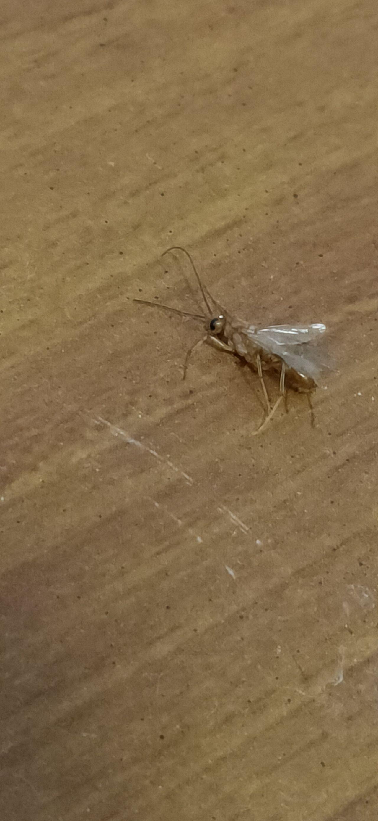 请问这是什么虫？像蚂蚁的身体，比蚂蚁大好多，黄色有翅膀。? - 知乎