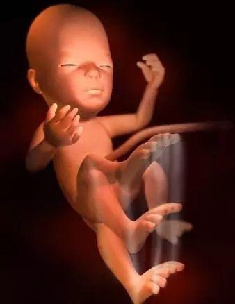 1 40周胎儿发育全过程 3d图 知乎