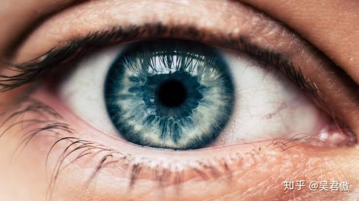 (瞳孔周围一丝丝的纤维就是控制瞳孔大小的肌肉纤维)而蜥蜴的眼睛是