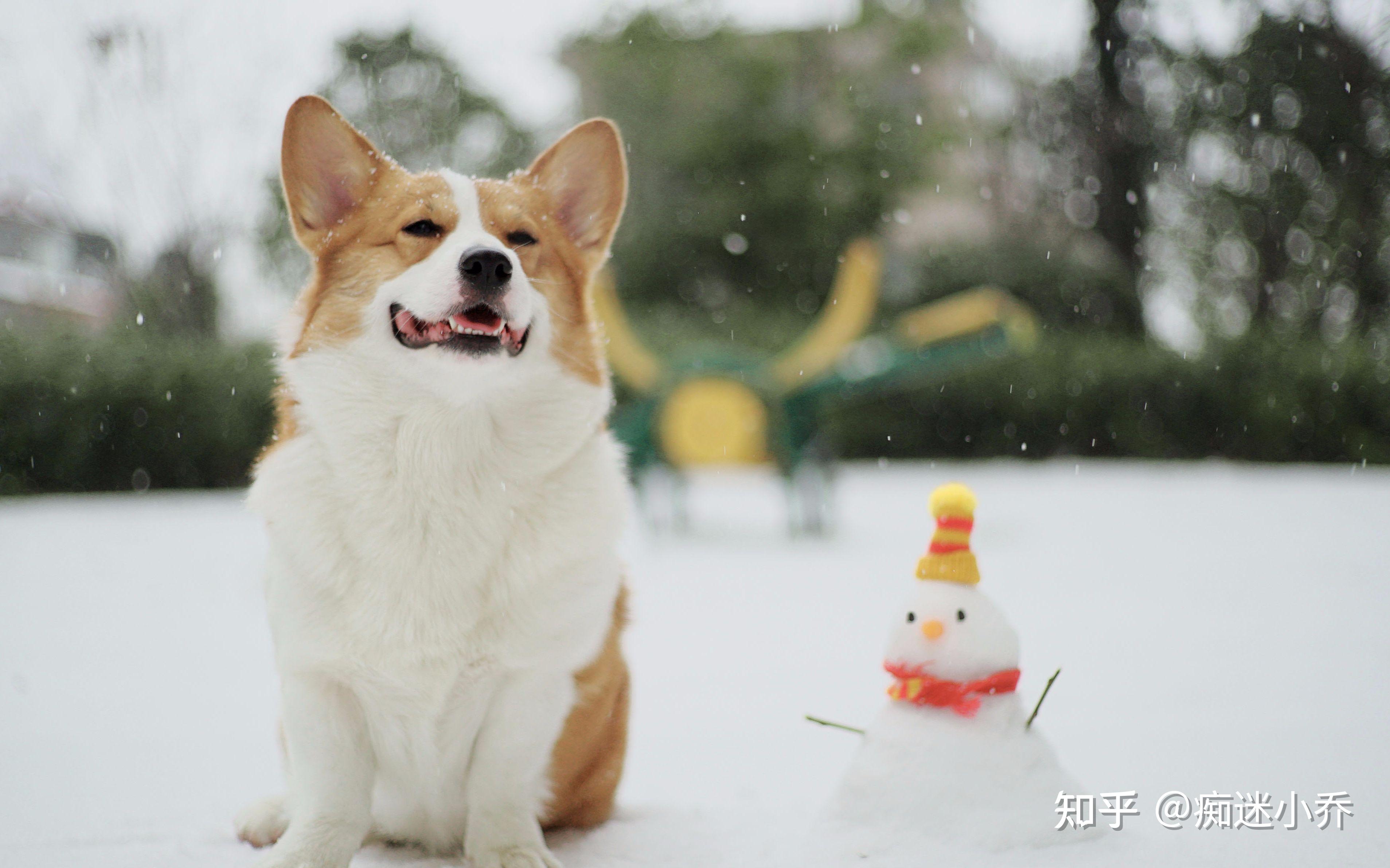 實際上的柯基犬可是