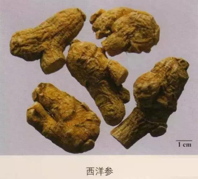 203种常用中药的鉴别及彩图汇总! - 知乎