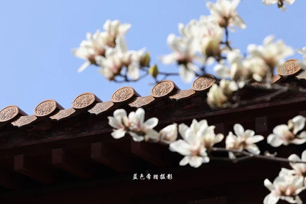 春天的玉兰花如何拍出高级感?2个招教,教你拍出氛围感大片! - 知乎