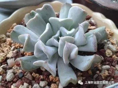 特玉兰养护知识 知乎