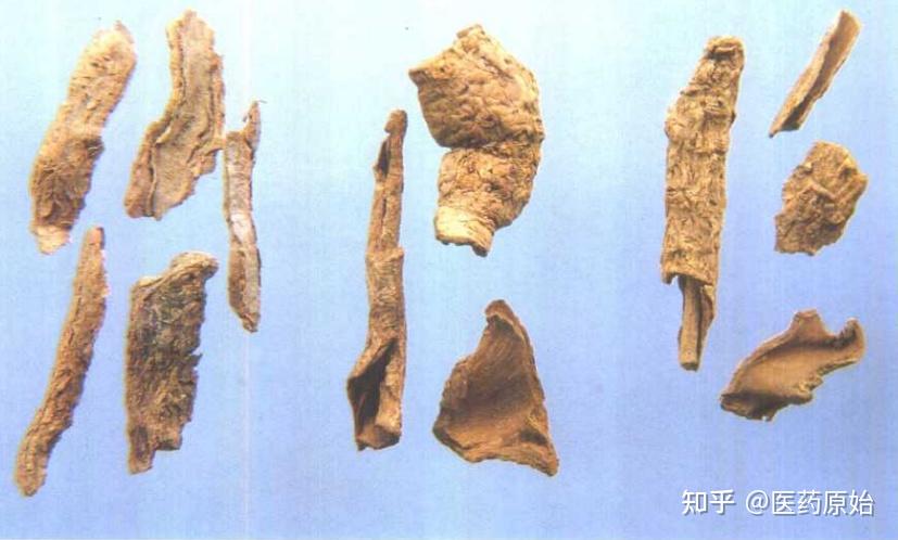 带你识别地骨皮 - 知乎