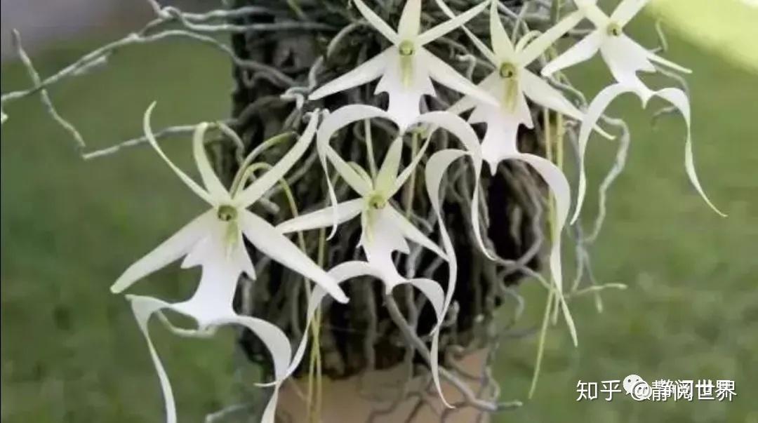 兰花界的珍宝---鬼兰 - 知乎