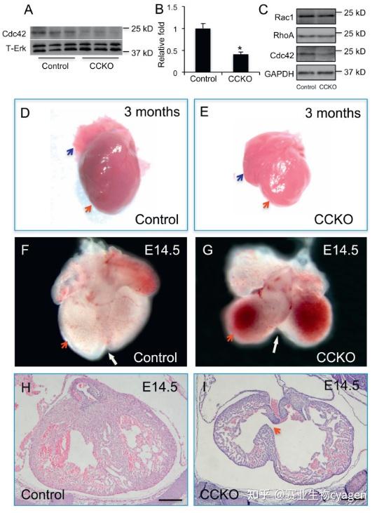 【每周一鼠】cdc42条件性敲除小鼠