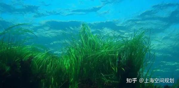 我国首个海草床生态系统修复国家标准来了,你想要知道的都在这里! - 知乎