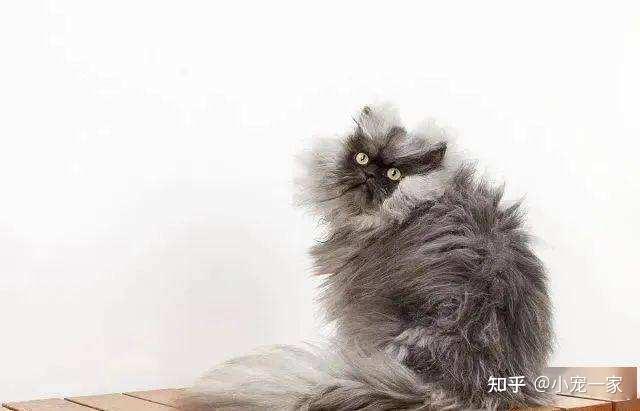 患毛球症的猫咪有什么症状