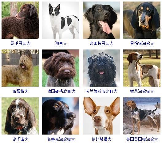 犬科动物体型排名图片