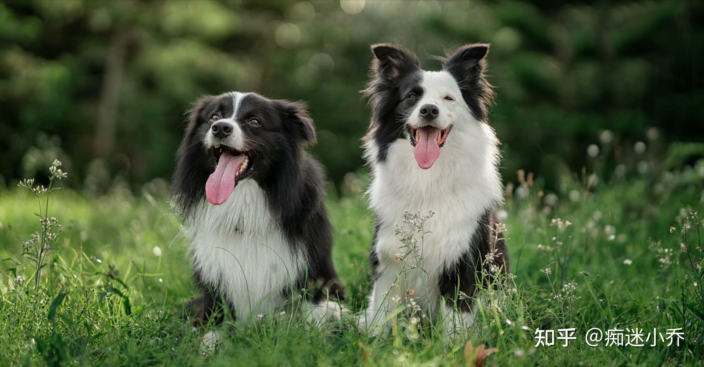 按照一般情況來說,像邊境牧羊犬這樣聰明的狗狗,養起來應該能讓主人更