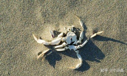 螃蟹体操 螃蟹一呀爪八个 螃蟹体操歌词