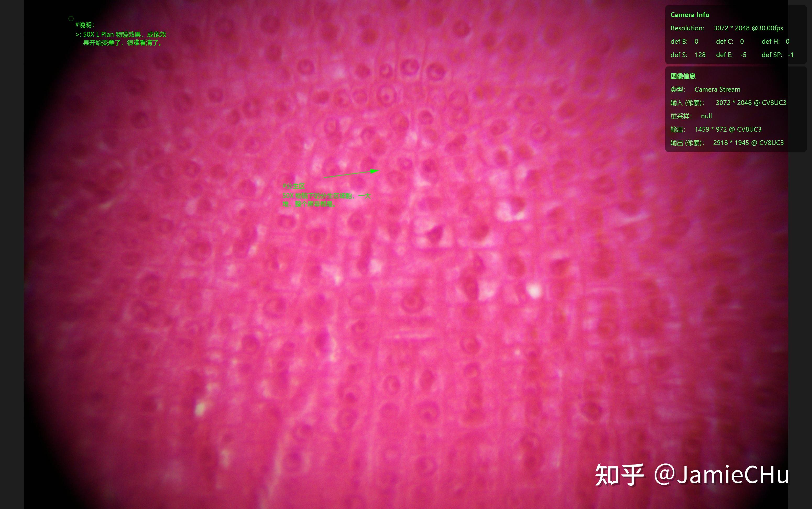 显微观察-实操看一组植物根尖纵切 - 知乎