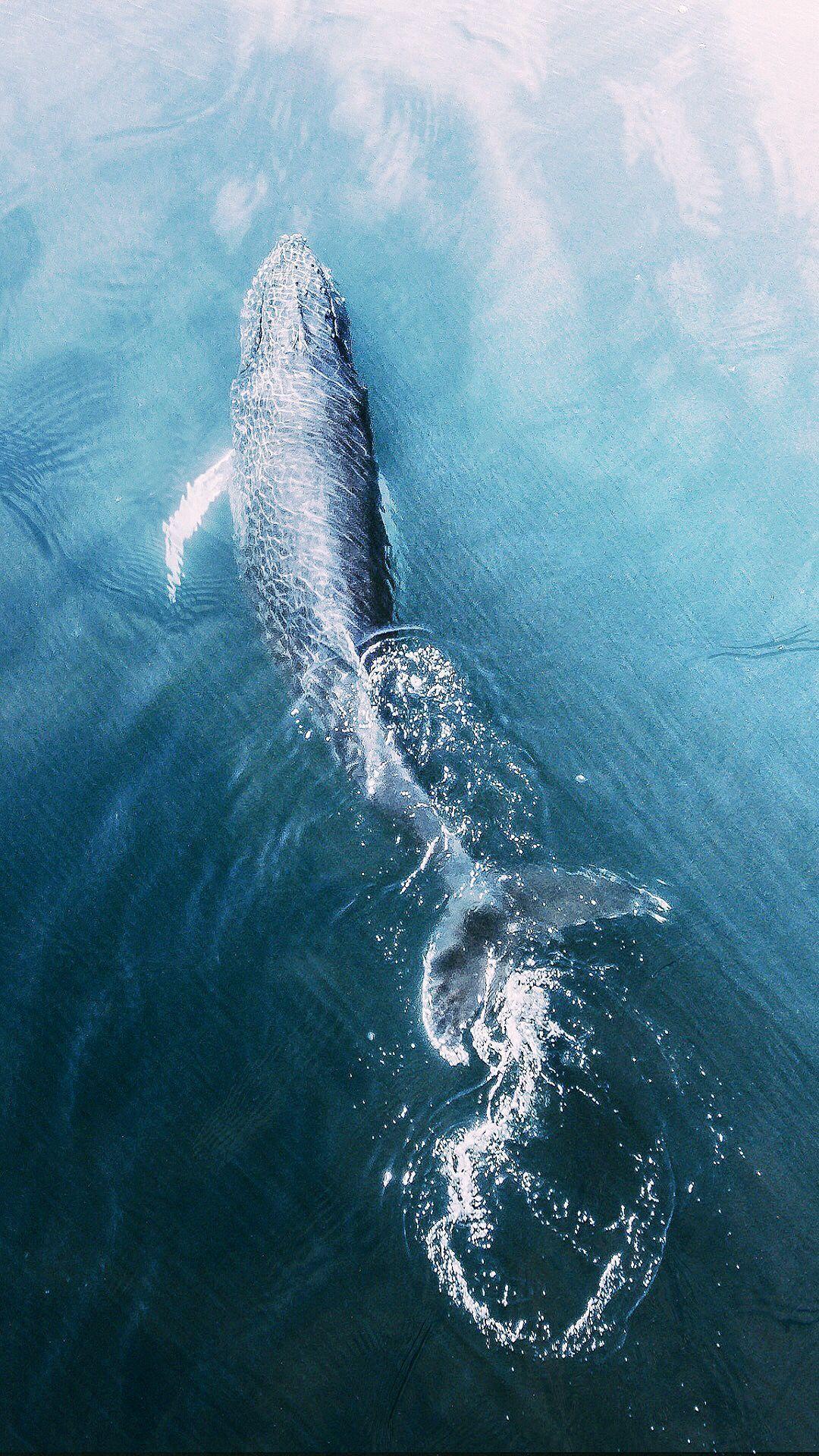 近距离拍摄30米长的蓝鲸 那是什么样的恐惧感觉_哔哩哔哩 (゜-゜)つロ 干杯~-bilibili