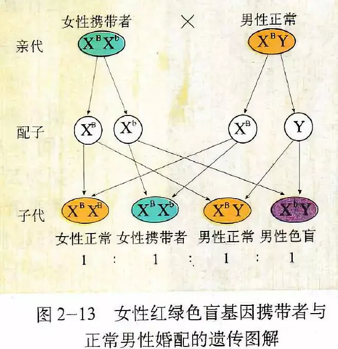 伴染色体遗传图解图片