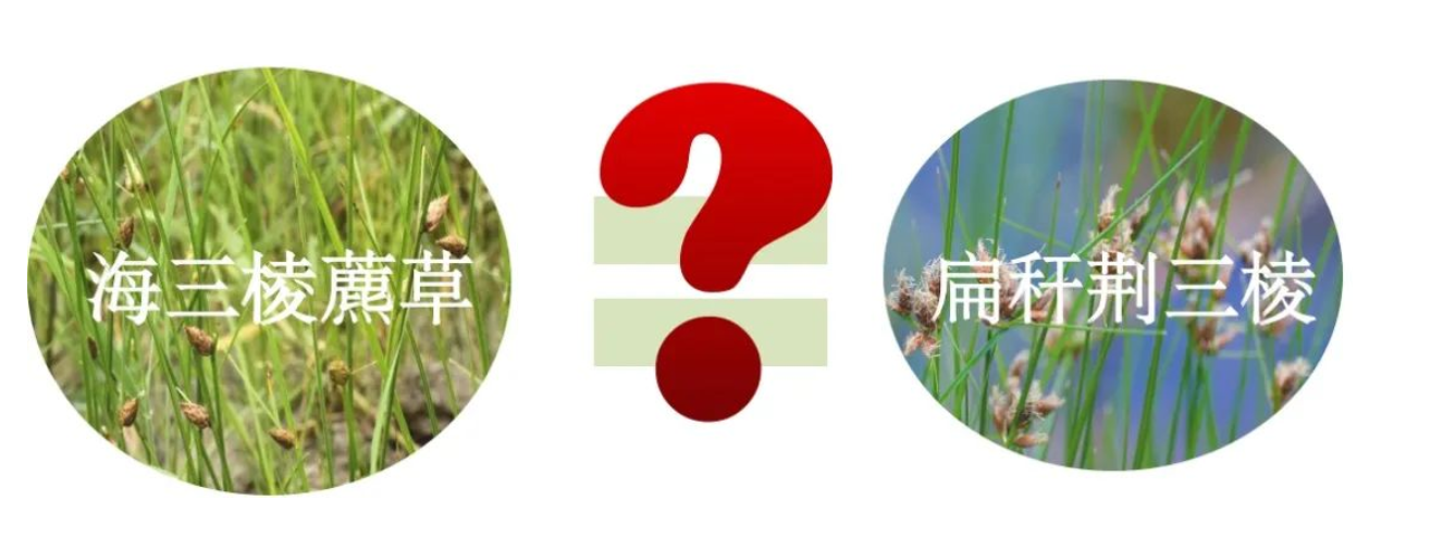 华师大【刘文亮课题组】:飞纳电镜是分类学研究中重要的工具 - 知乎