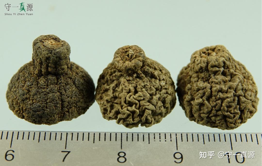 中药鉴定枳实的真伪优劣鉴别