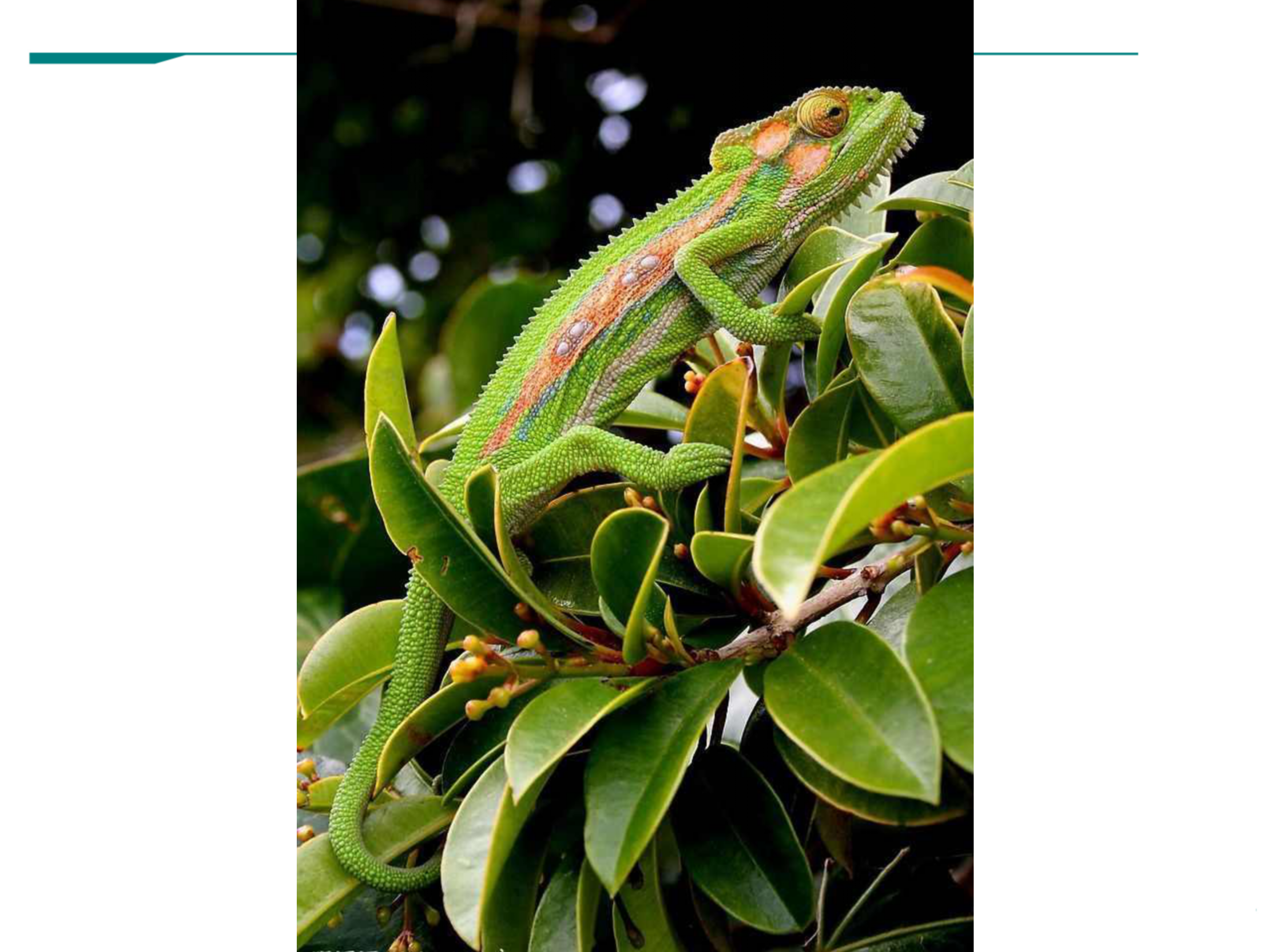 语文课件初中语文九年级下册变色龙