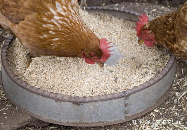 在保證蛋雞產蛋率的情況下如何降低家禽飼料的配方成本