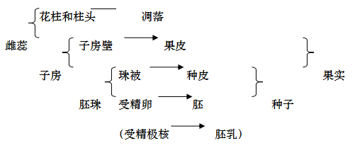 花瓣,雄蕊以及柱頭和花柱紛紛凋落,惟有 子房繼續發育,最終成為 果實