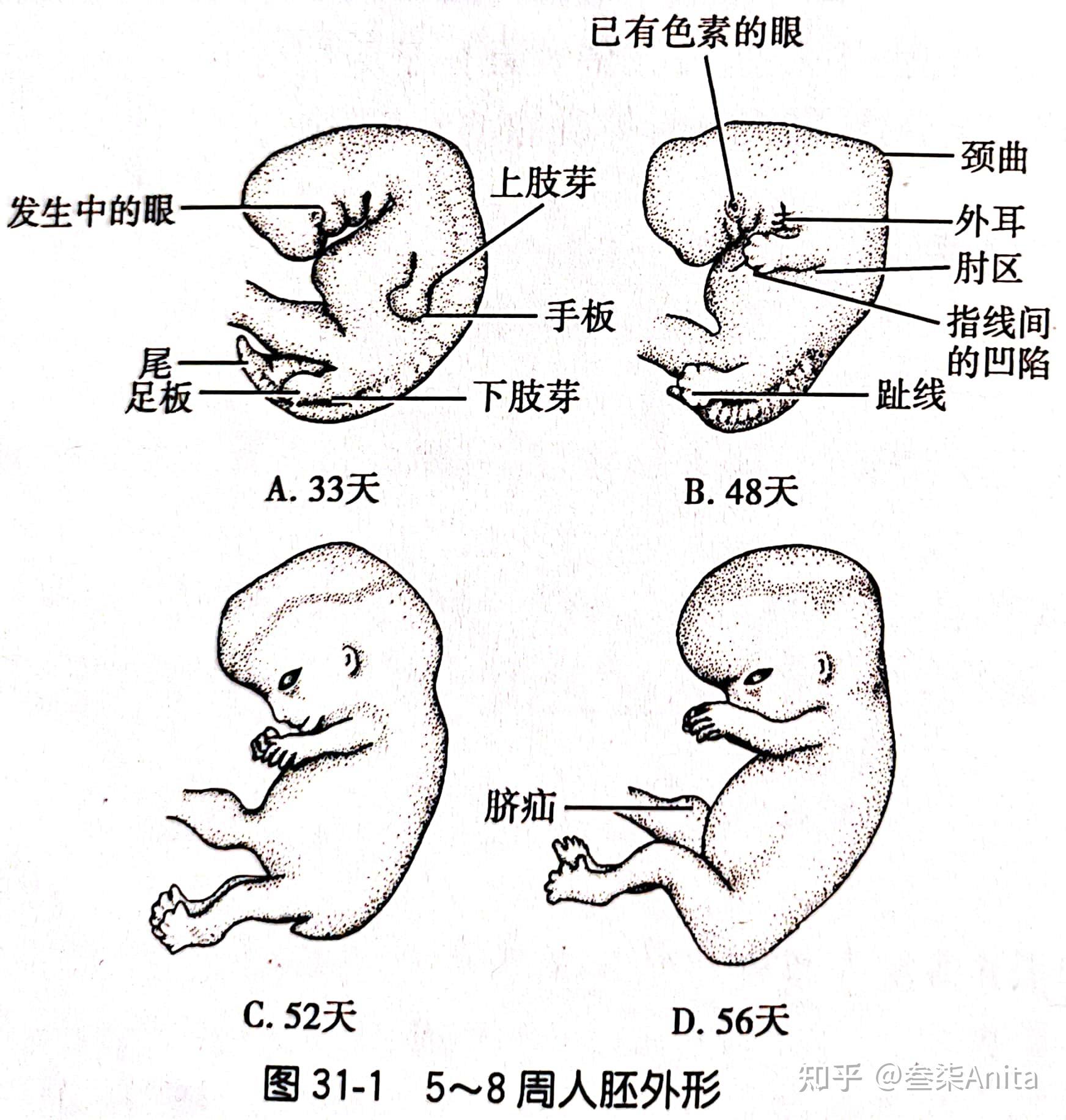 204—51/2周大的胚胎abb203发育第26天的胚胎abb20