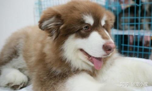阿拉斯加幼犬免疫力低吃什么才能弥补 宠小皮狗粮专家有方法 知乎