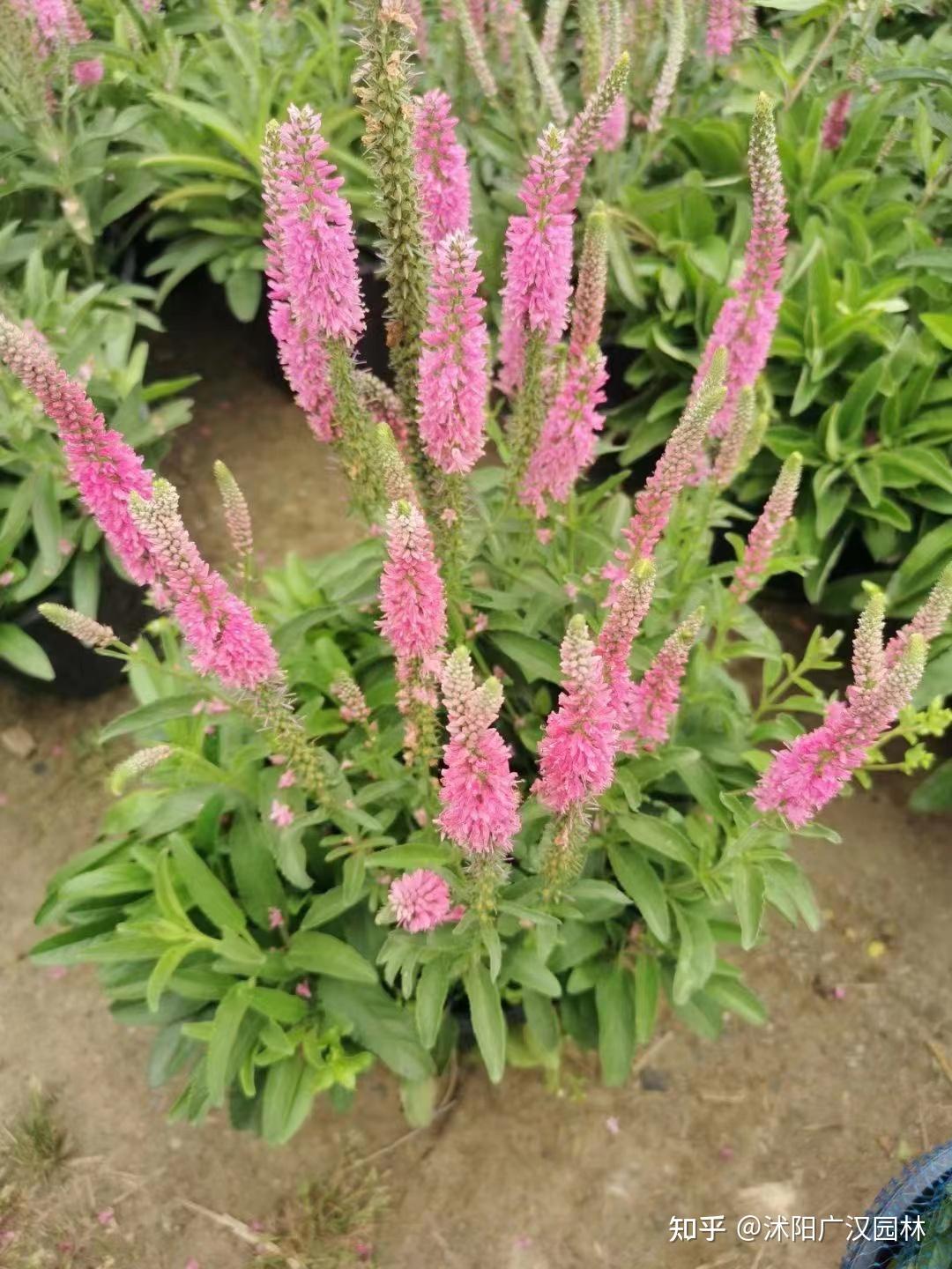 婆婆纳的功效和作用