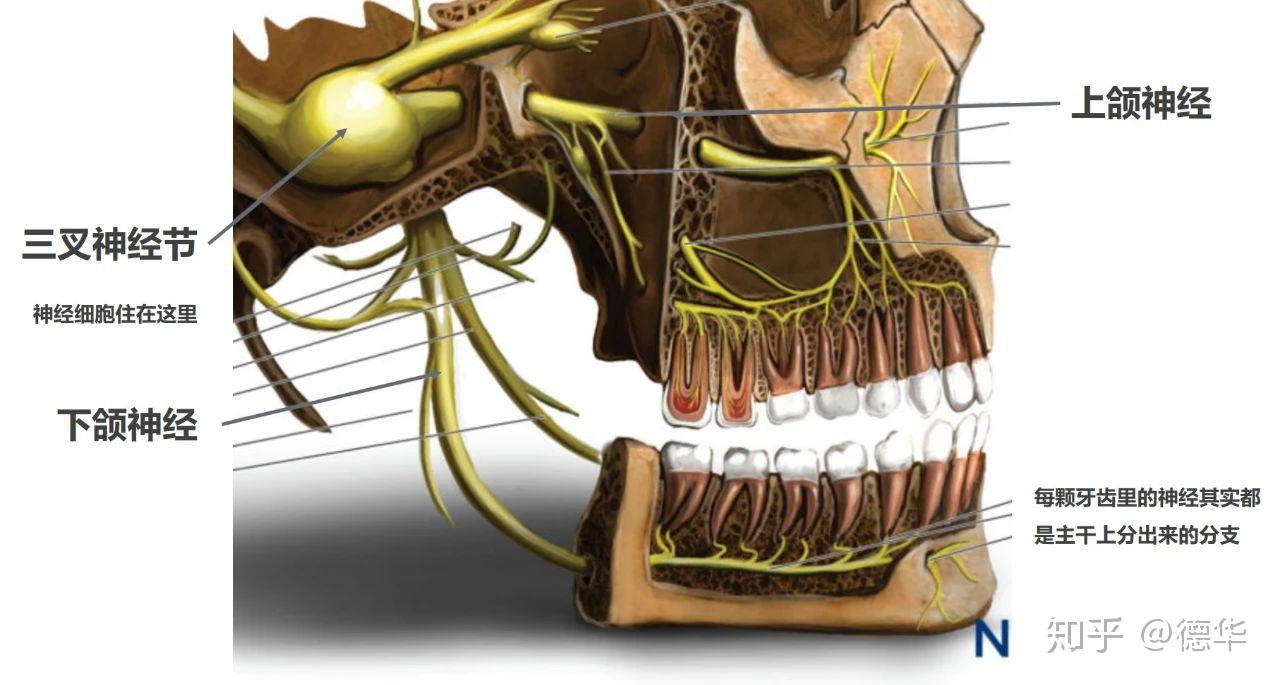 拔牙会损伤大脑吗
