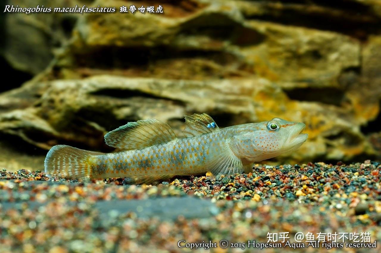 中國原生魚:吻蝦虎魚圖鑑 - 知乎