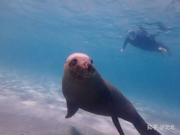 Australian Sea Lions - 澳洲海狮简介 - 知乎