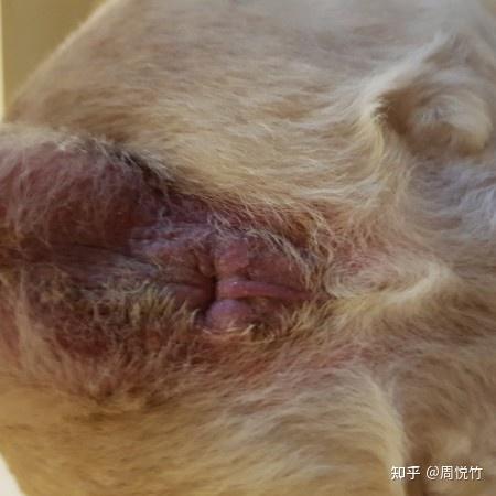 加上狗狗有磨屁股的症状,推测有可能是肛门腺的问题