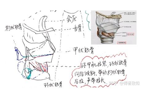 甲杓肌的缩短是怎样的?字面意思上感觉和拉伸不能共存啦 知乎