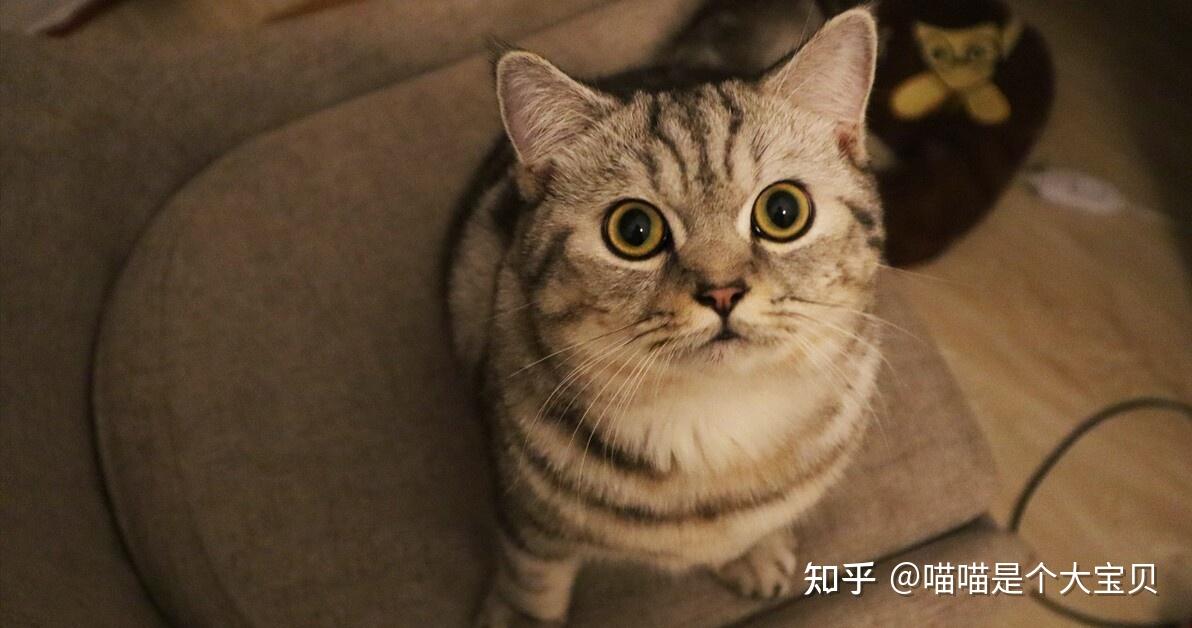 美短猫”和“狸花猫”傻傻分不清？这几点带你迅速辨别- 知乎