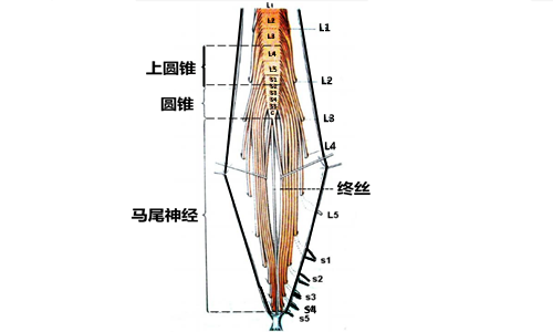 脊髓底部神经的聚集被称为马尾