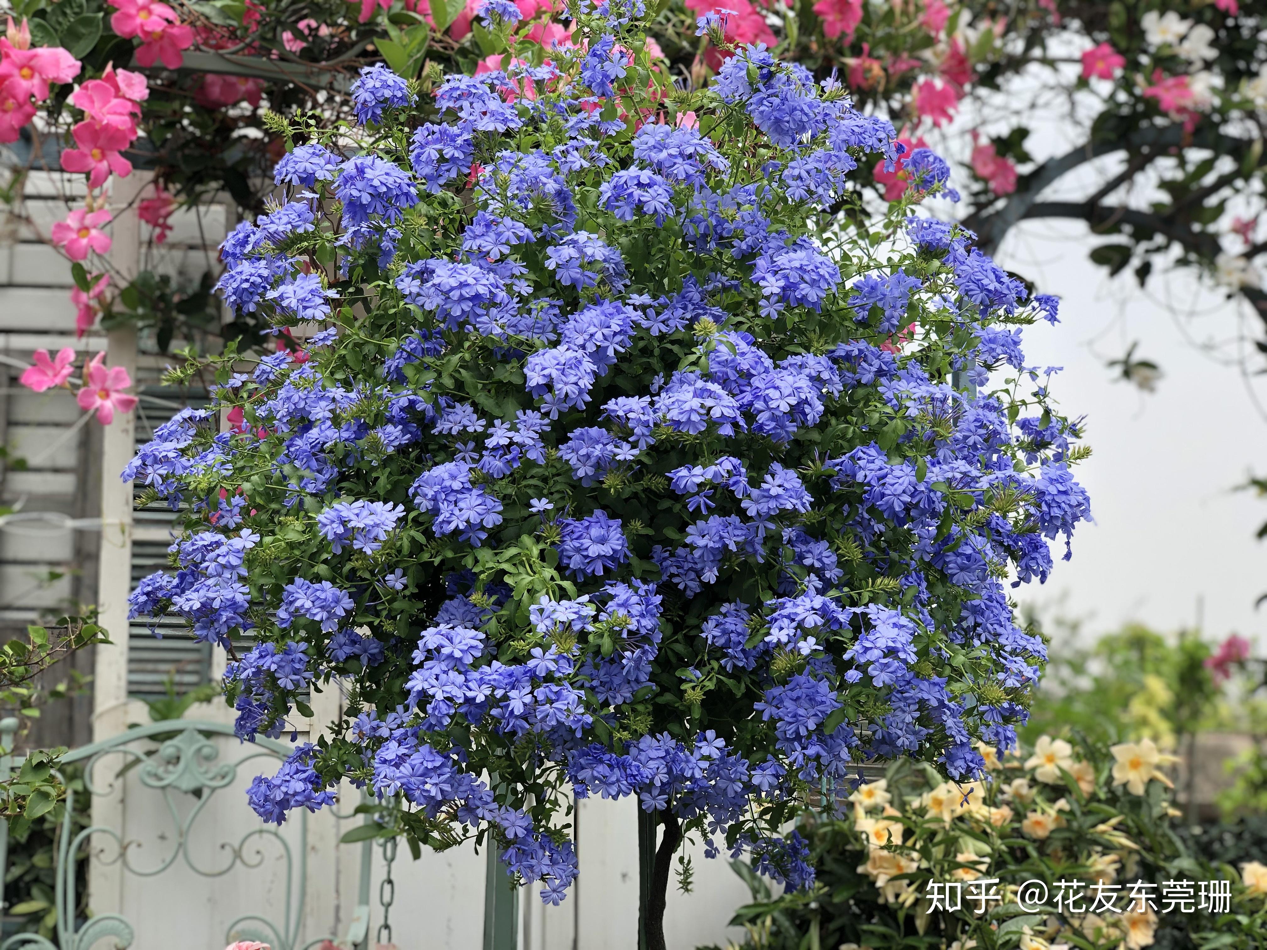 蓝雪花棒棒糖无多余篮框辅助标准操作