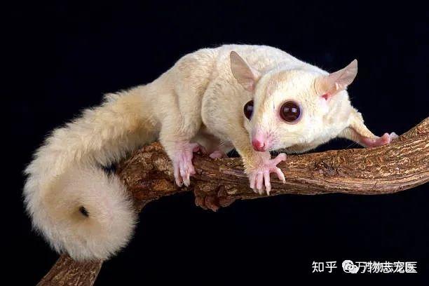 【养宠须知】蜜袋鼯的常见疾病 - 知乎