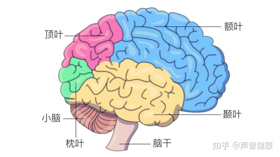 大脑因此是暴露最多的器官