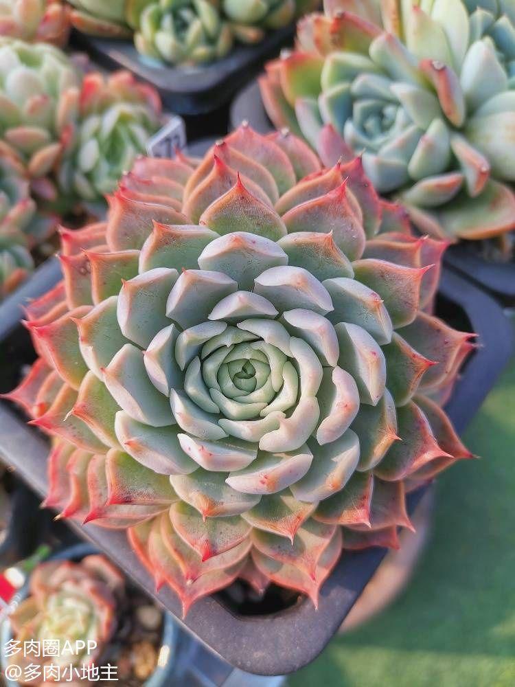 颜值和人气都很高的叠叶多肉你爱了吗