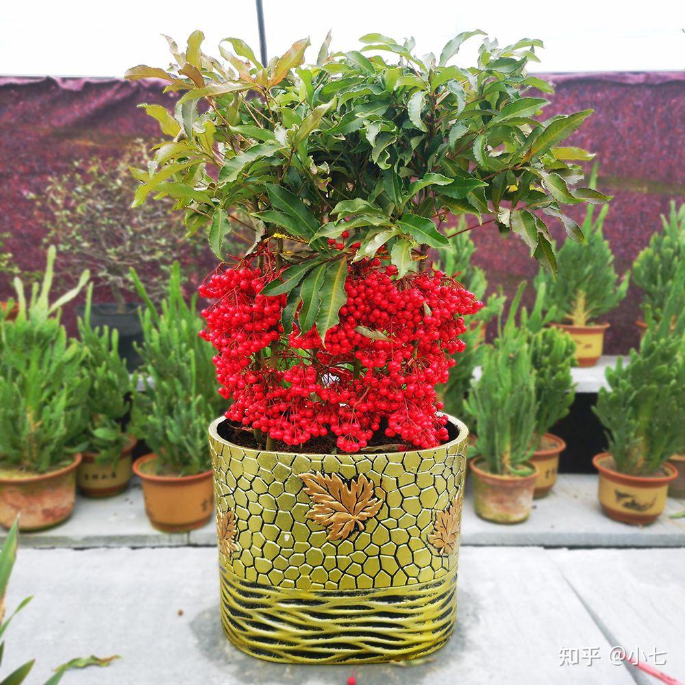 人称黄金万两的朱砂根过去是农村娃的零食如今很少见了